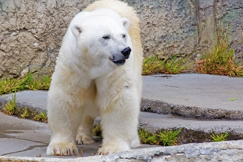 keep garbage away from bears with bear proof garbage bins by Tuff Boxx