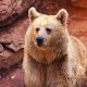Keep your home and garbage safe from bears with containers by Tuff Boxx