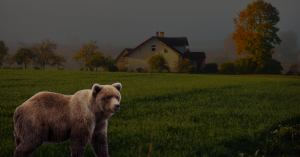 Bear-Proofing-your-Home-Blog