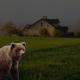 Bear-Proofing-your-Home-Blog