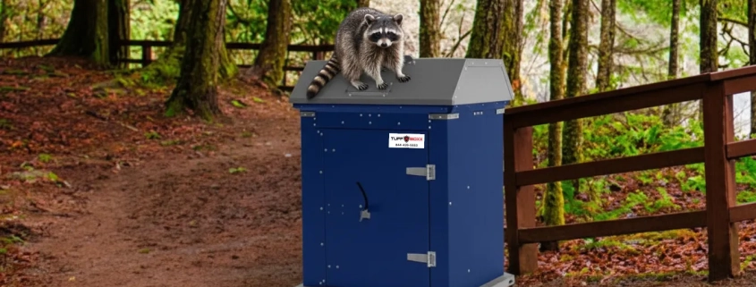 Raccoon sitting on top of a blue TuffBoxx wildlife-resistant storage container in a Canadian forest setting