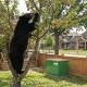 Bear climbing fruit tree in Canadian neighborhood during bear season, demonstrating need for secure garbage storage like TuffBoxx