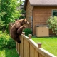 Mother bear and cub in residential backyard near TuffBoxx bear-resistant container demonstrating why secure storage is essential during bear season
